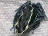 Dendrobates tinctorius