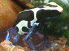 Dendrobates tinctorius