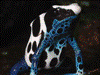 Dendrobates tinctorius