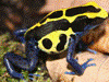 Dendrobates tinctorius