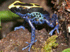 Dendrobates tinctorius