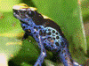 Dendrobates tinctorius