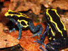 Dendrobates tinctorius