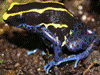 Dendrobates tinctorius