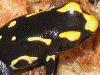 Dendrobates tinctorius