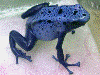 Dendrobates tinctorius