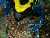 Dendrobates tinctorius