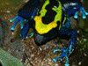 Dendrobates tinctorius