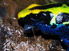 Dendrobates tinctorius