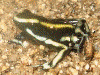 Dendrobates truncatus