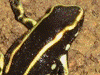 Dendrobates truncatus