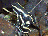 Dendrobates truncatus