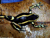 Dendrobates truncatus