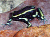 Dendrobates truncatus