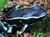 Dendrobates truncatus