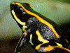 Dendrobates truncatus