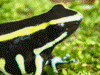 Dendrobates truncatus