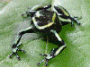 Dendrobates truncatus