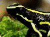 Dendrobates truncatus