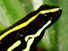 Dendrobates truncatus