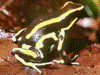 Dendrobates truncatus