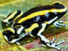 Dendrobates truncatus