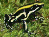 Dendrobates truncatus