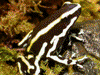 Dendrobates truncatus