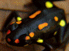 Excidobates captivus Peru