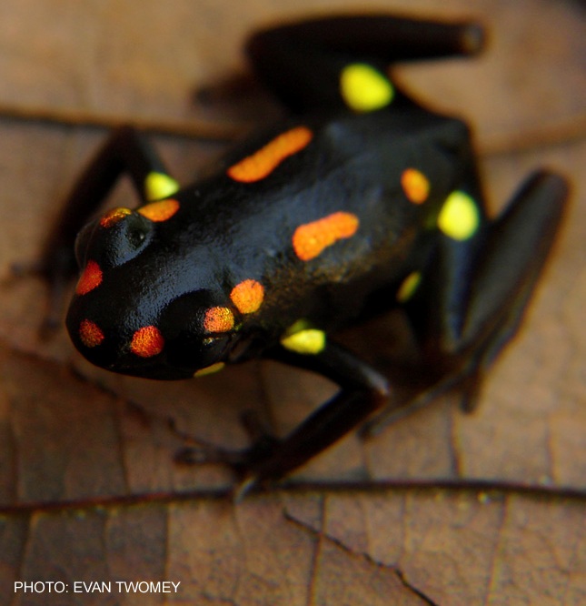 Excidobates captivus | Information, pictures, habitat, call, video