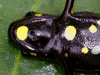 Excidobates captivus Peru