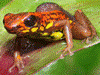 Excidobates captivus Ecuador