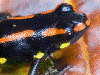 Excidobates captivus Peru