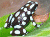 Excidobates mysteriosus