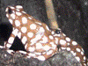 Excidobates mysteriosus