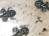 Excidobates mysteriosus