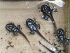 Excidobates mysteriosus