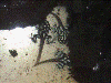 Excidobates mysteriosus