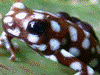 Excidobates mysteriosus