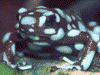 Excidobates mysteriosus