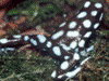 Excidobates mysteriosus