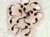 Excidobates mysteriosus