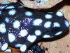 Excidobates mysteriosus