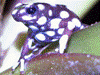 Excidobates mysteriosus