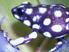 Excidobates mysteriosus