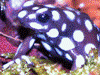 Excidobates mysteriosus