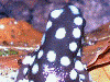 Excidobates mysteriosus