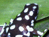 Excidobates mysteriosus