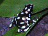 Excidobates mysteriosus