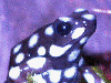 Excidobates mysteriosus